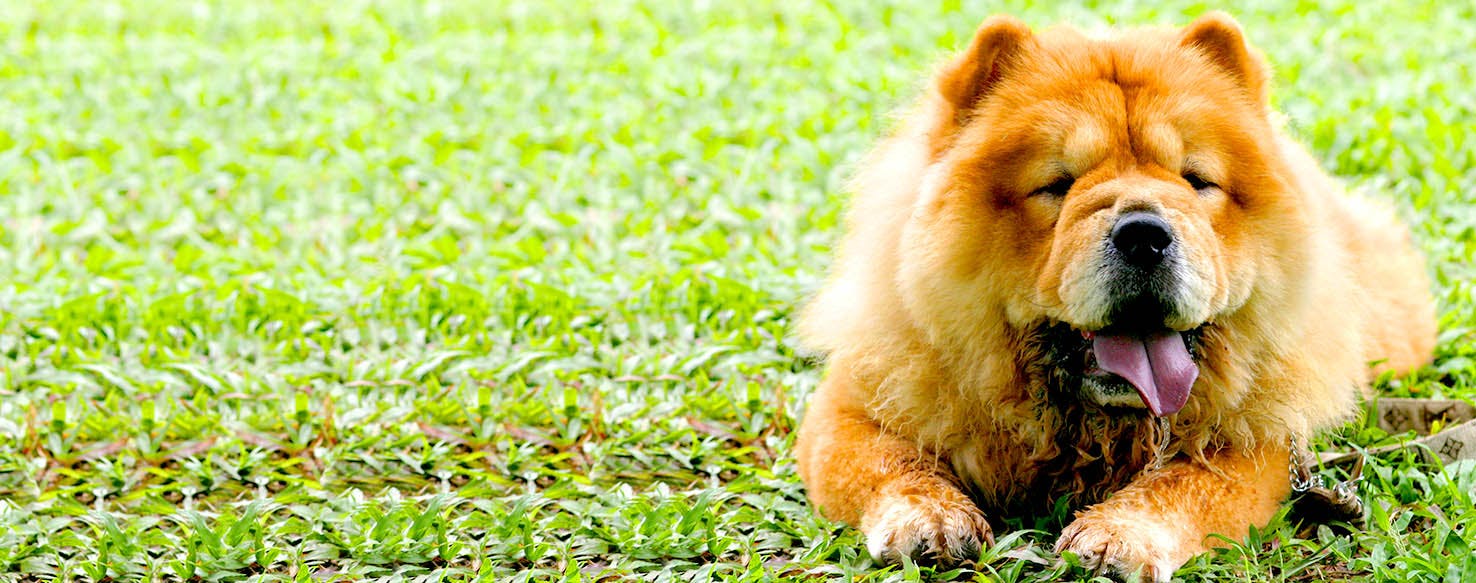 Chow chow name sales origin